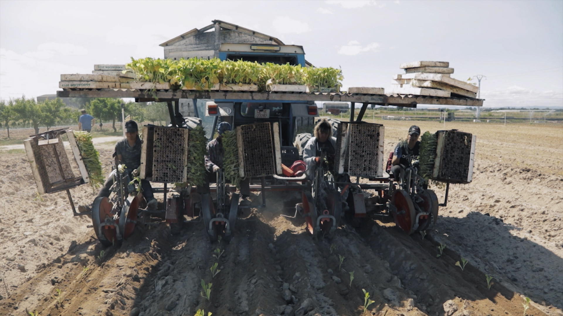 Máquina agrícola sembrando tabaco