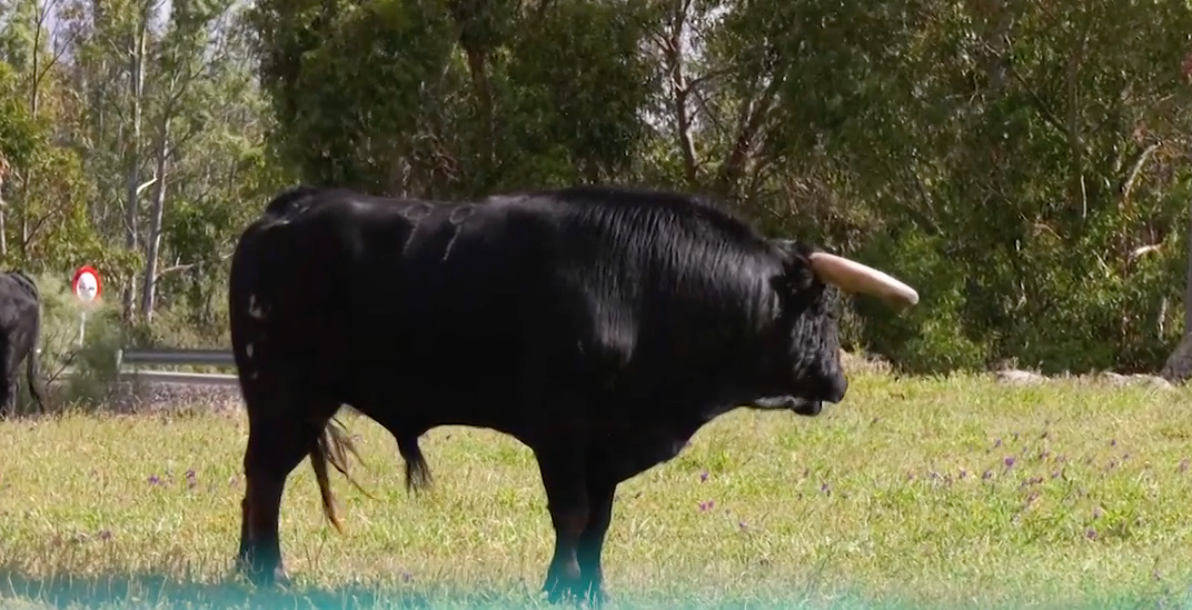 Nudista, Juan Pedro Domecq, Ganadería Brava, Toro de Lidia, Indulto Almendralejo, Emilio de Justo, Juan Bazaga, Tierra de Toros, Canal Extremadura