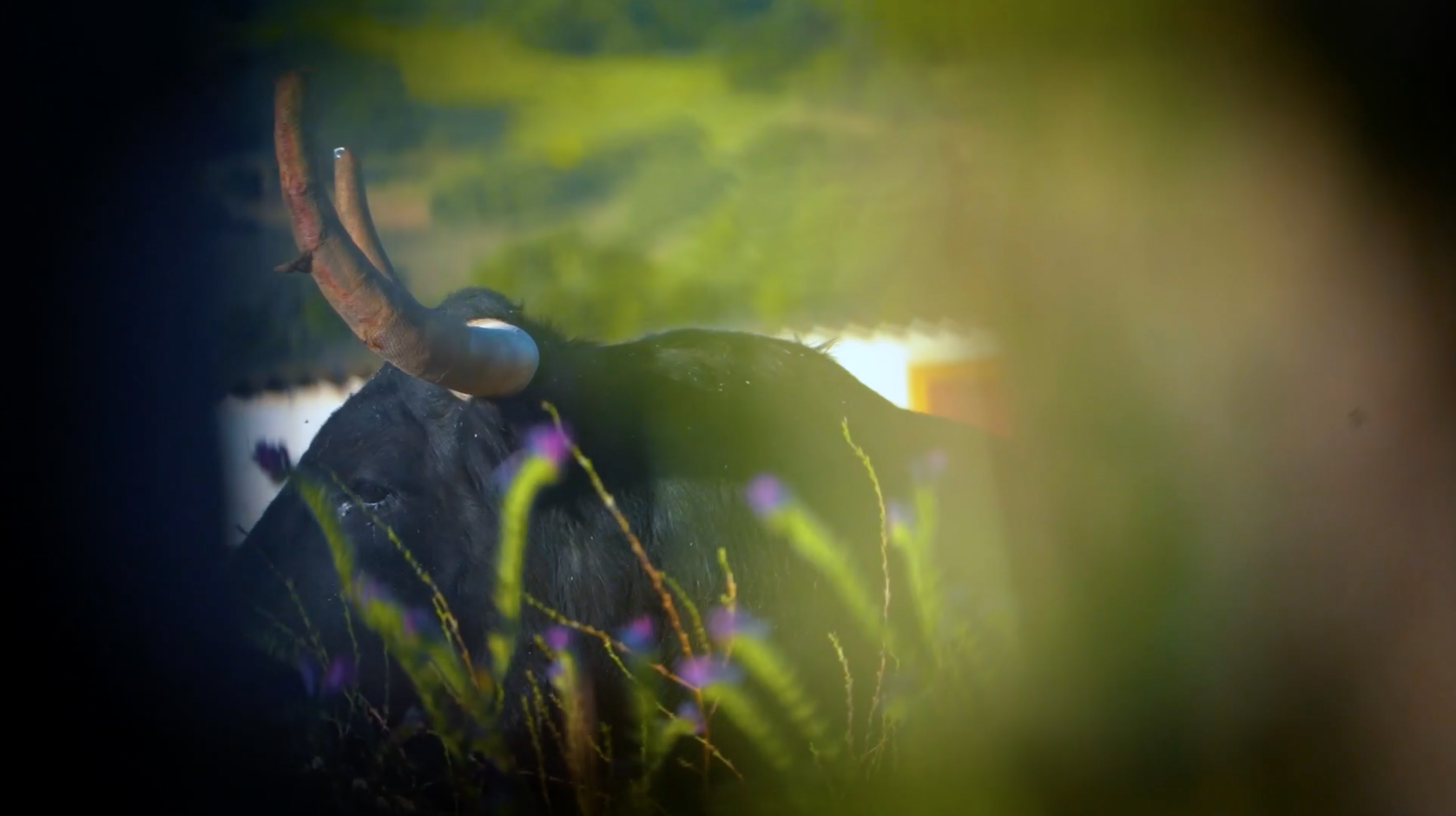 San Juan Coria, SAnjuanes, Toro el Torero, Abanderado fiestas, Toro calles, Juan bazaga, Alberto José Díaz, Tierra de Toros, Canal Extremadura
