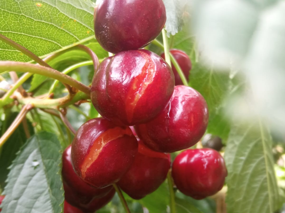 Cerezas dañadas