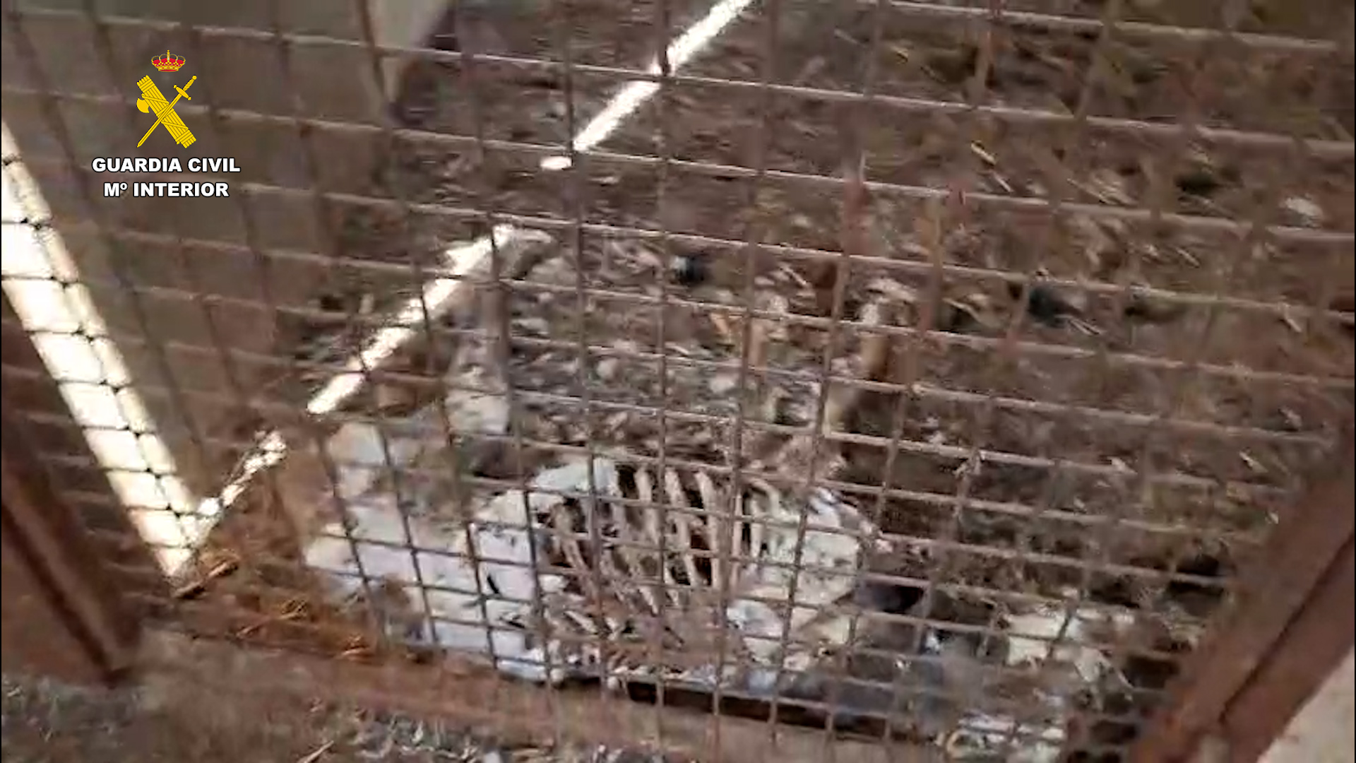 Perros abandonados en Azuaga