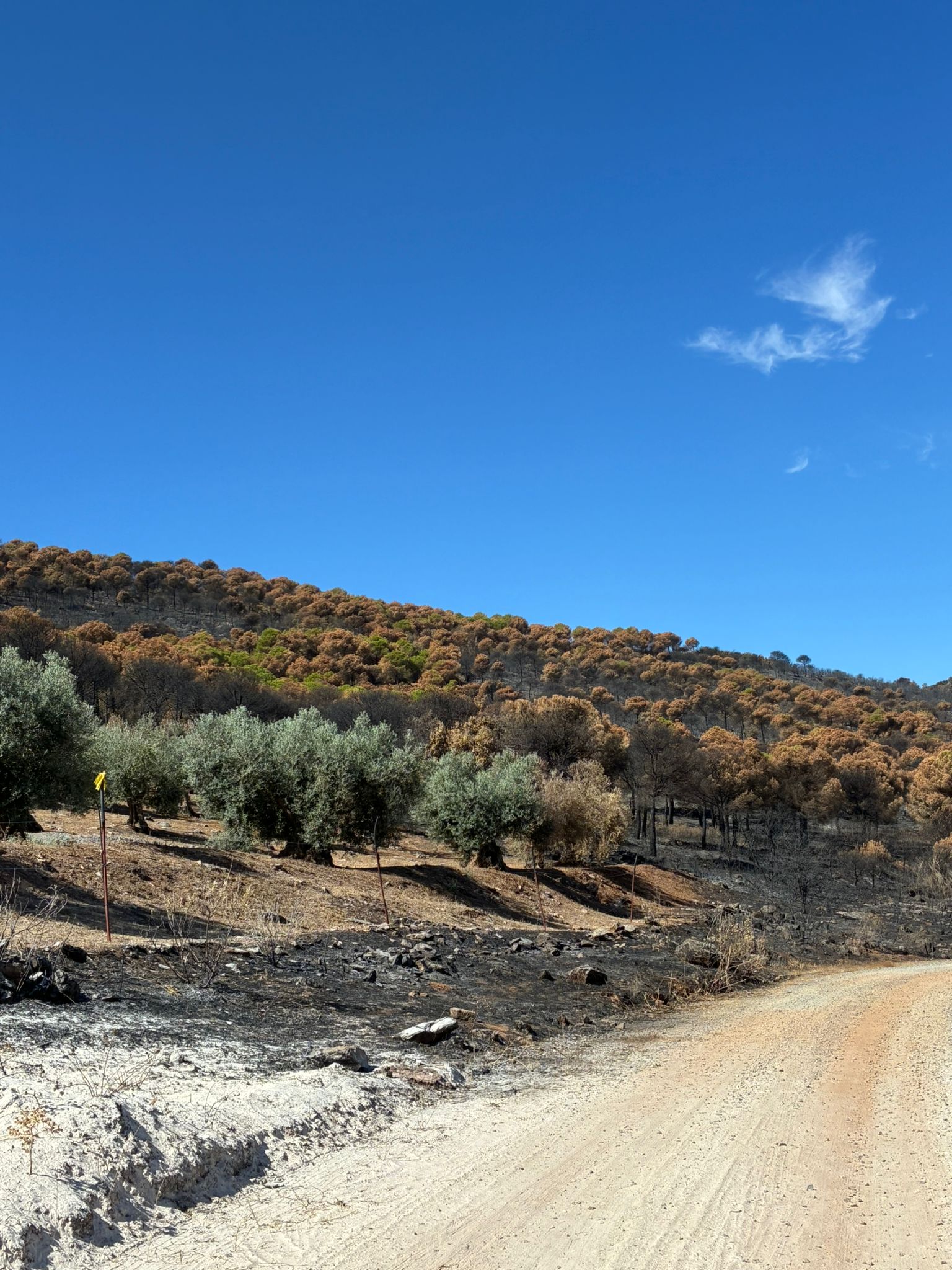 Incendio Bienvenida