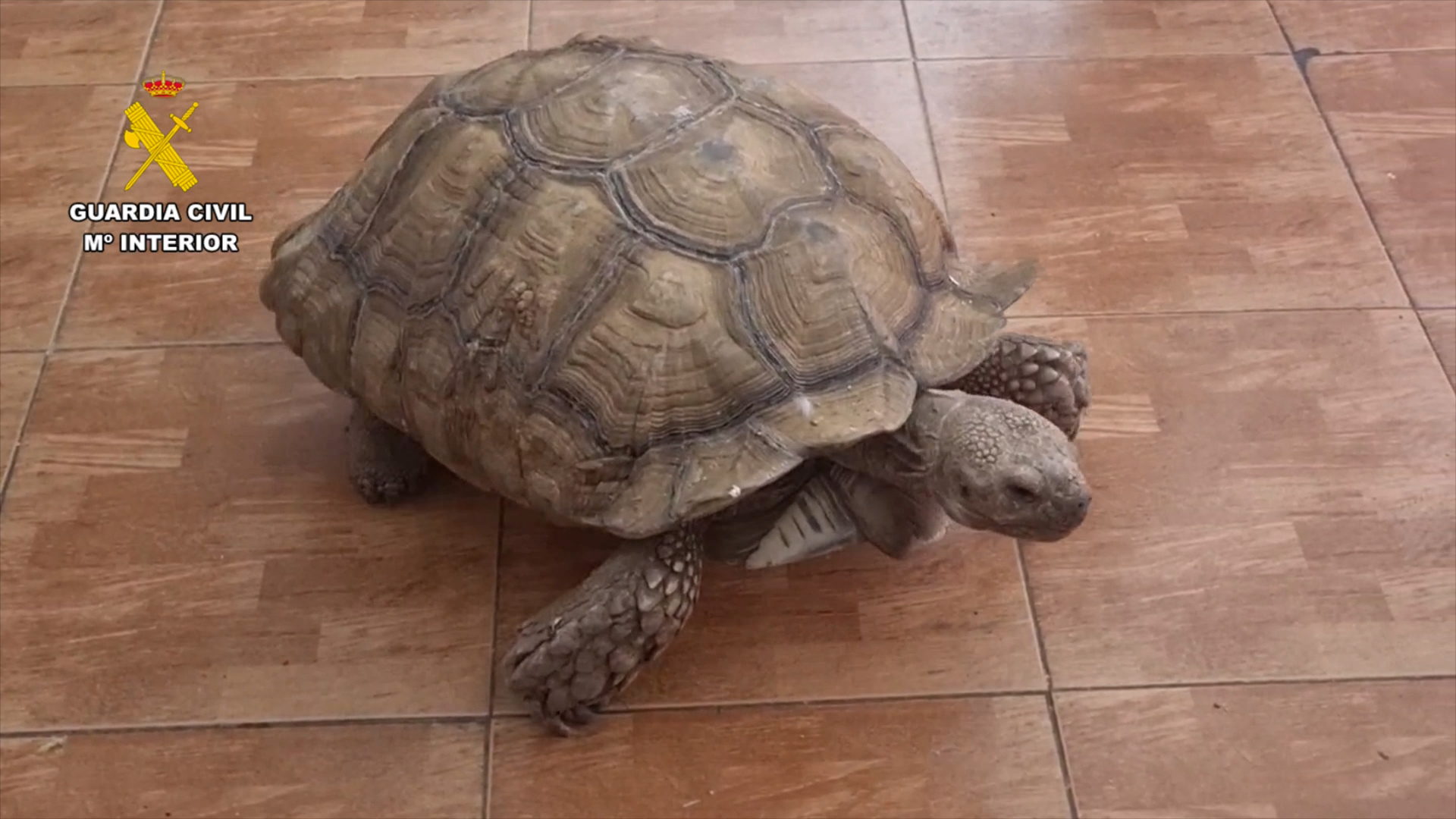 Tráfico de animales