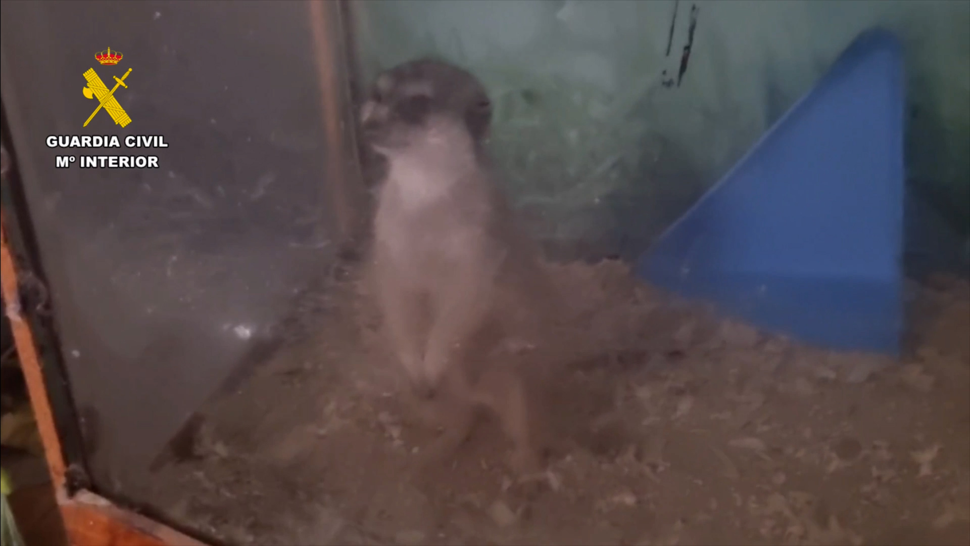 Tráfico de animales