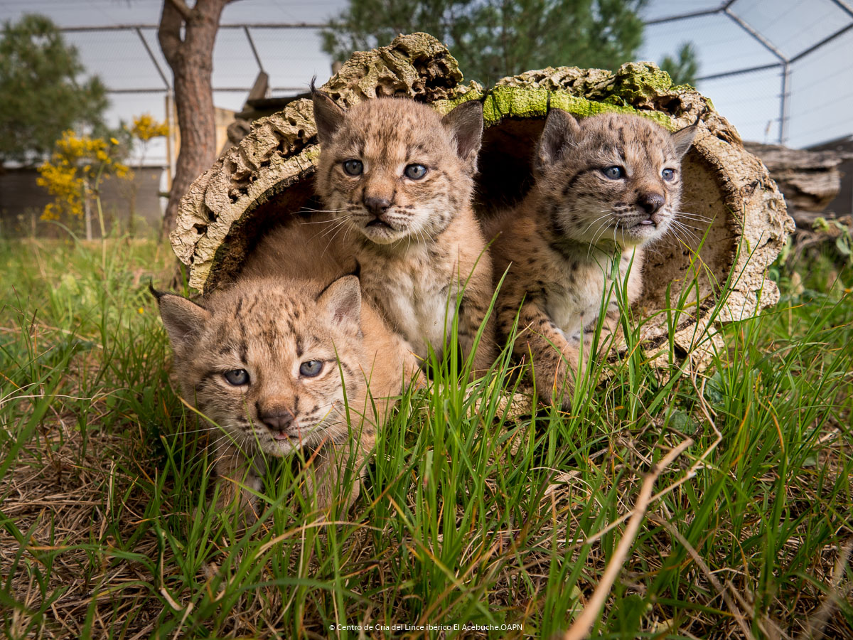 Otro ejemplar de cachorro de lince ibérico nacido este año