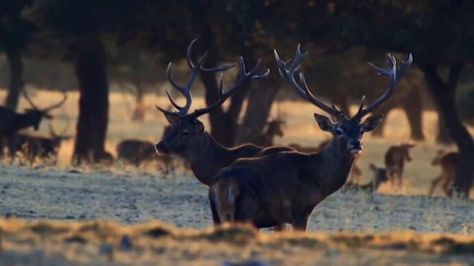 La berrea es un auténtico espectáculo de la naturaleza en esta zona de Extremadura