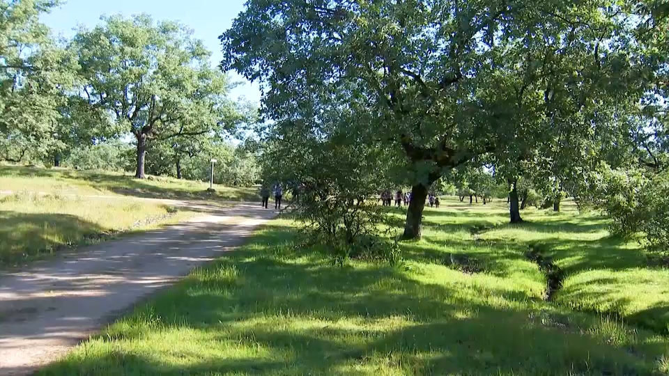 La Ruta del Robledal celebra su decimoquinta edición en la localidad cacereña de Aceituna