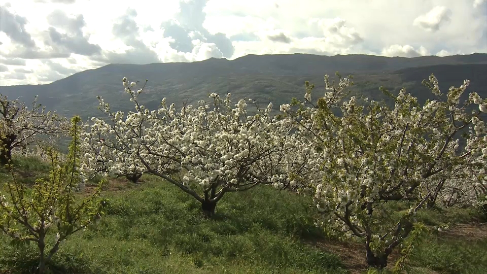 Cerezo en flor