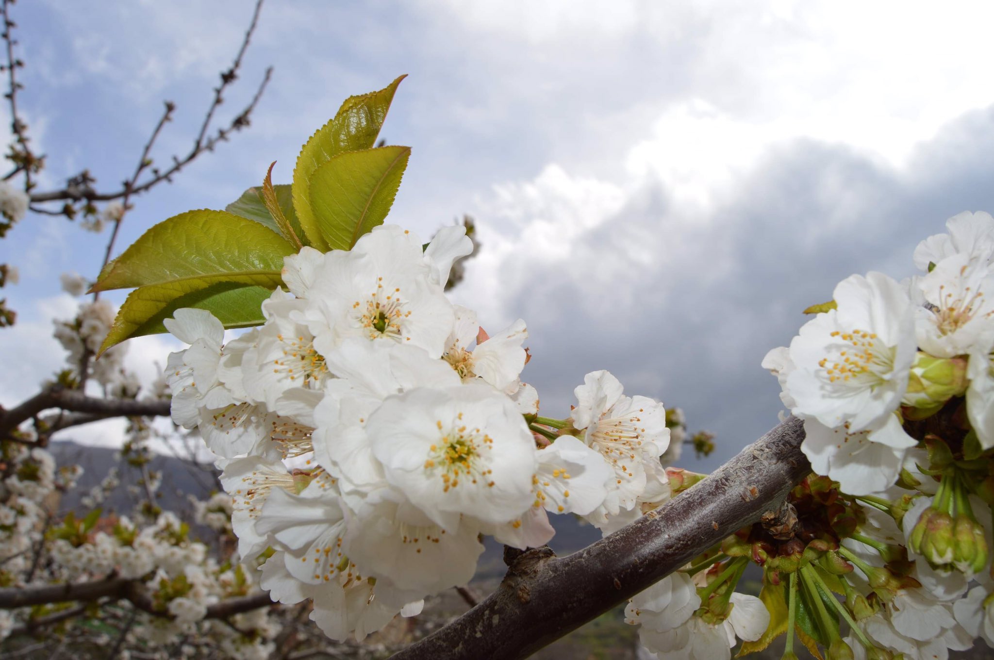 Cerezos en flor en el valle del Jerte. Autor: José María