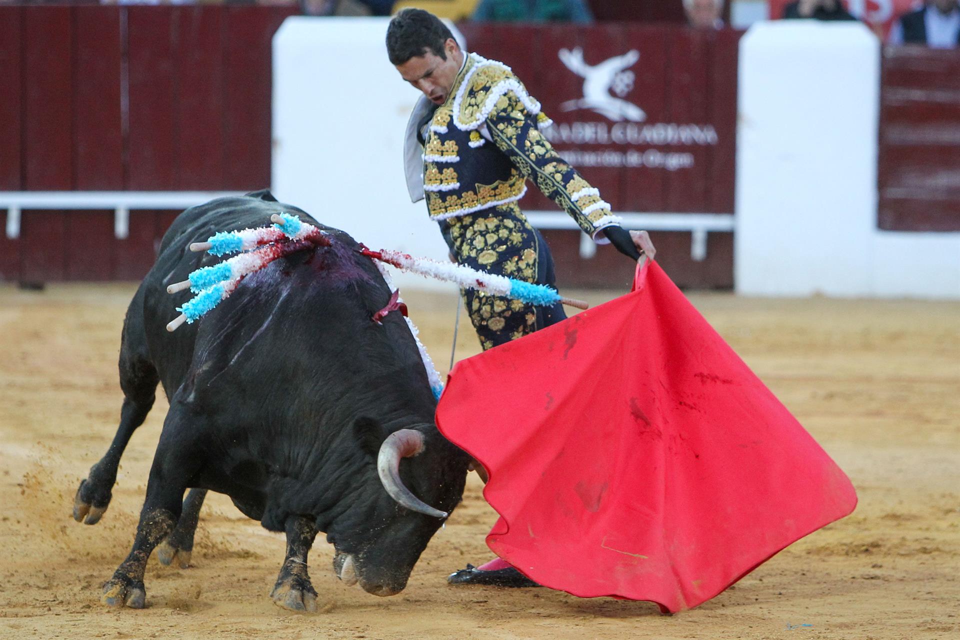 El diestro José M.ª Manzanares en la lidia de su segundo toro, al que cortó dos orejas, de la ganadería de Núñez del Cuvillo, hoy domingo en la Feria de Olivenza 2022 en su 31 edición.