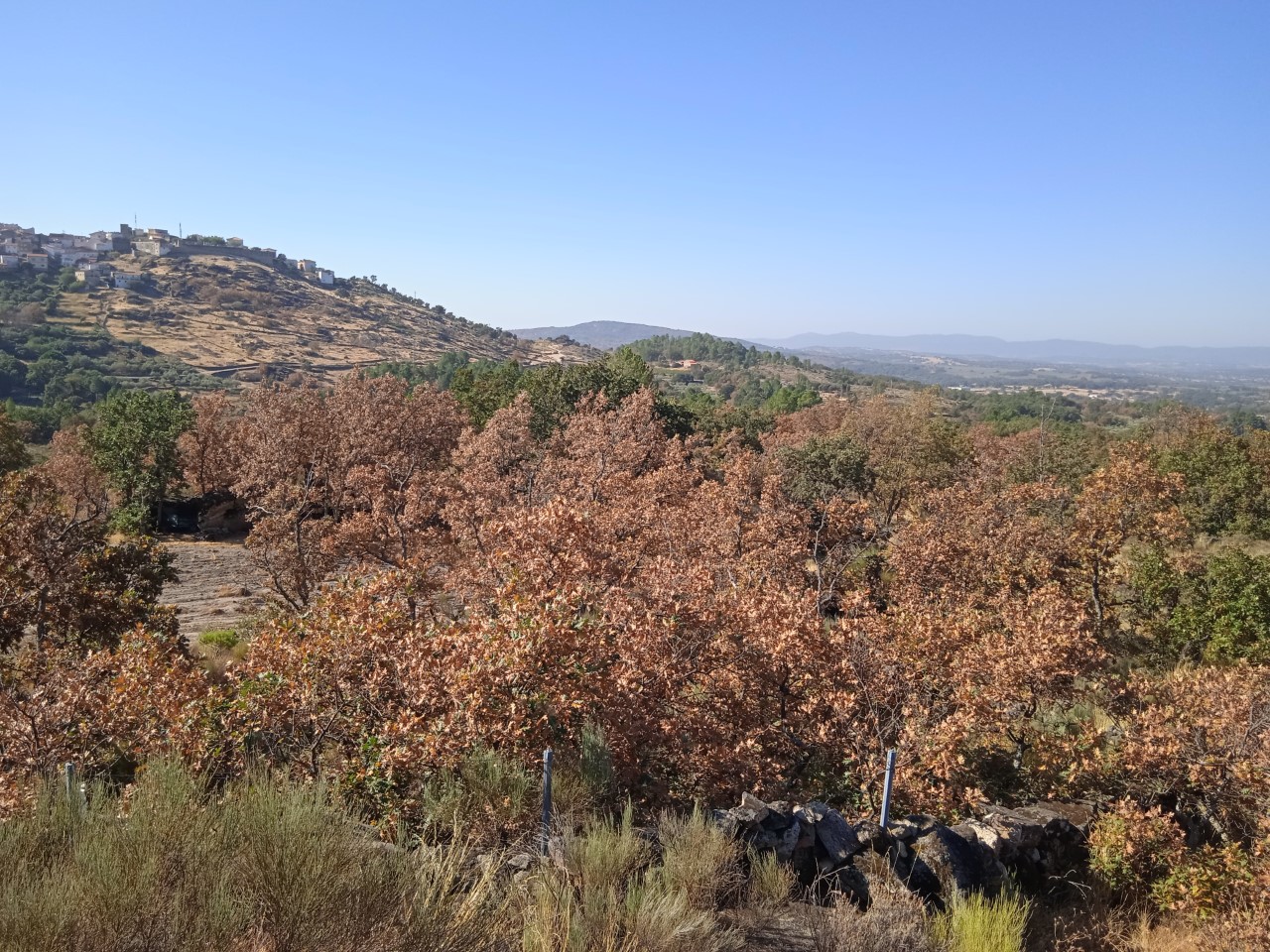 Bosque de robles en agosto