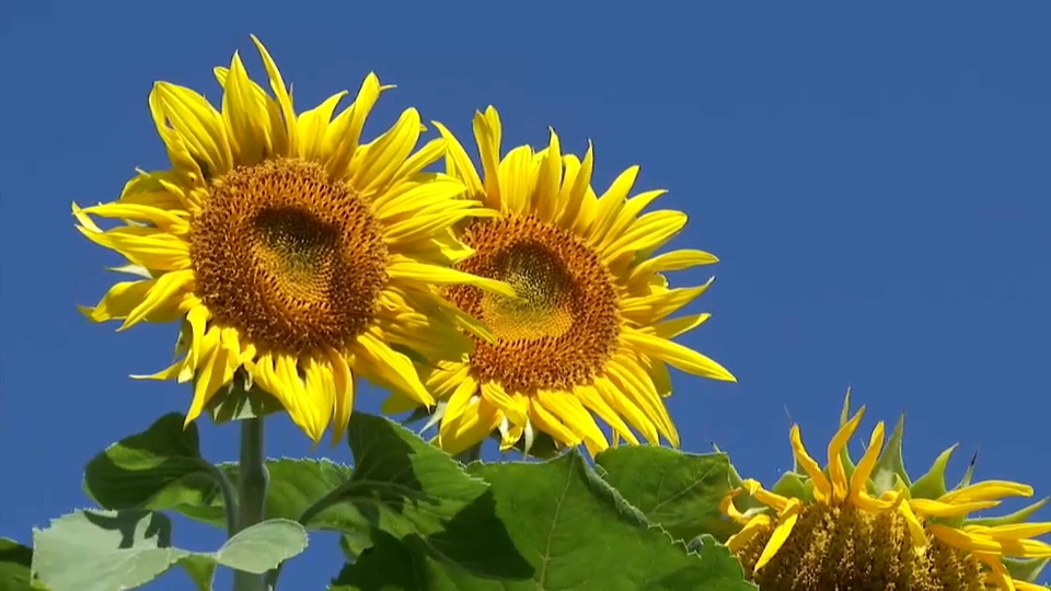 Cultivo de girasol