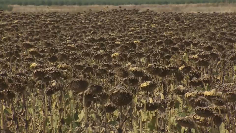 Girasol en Extremadura