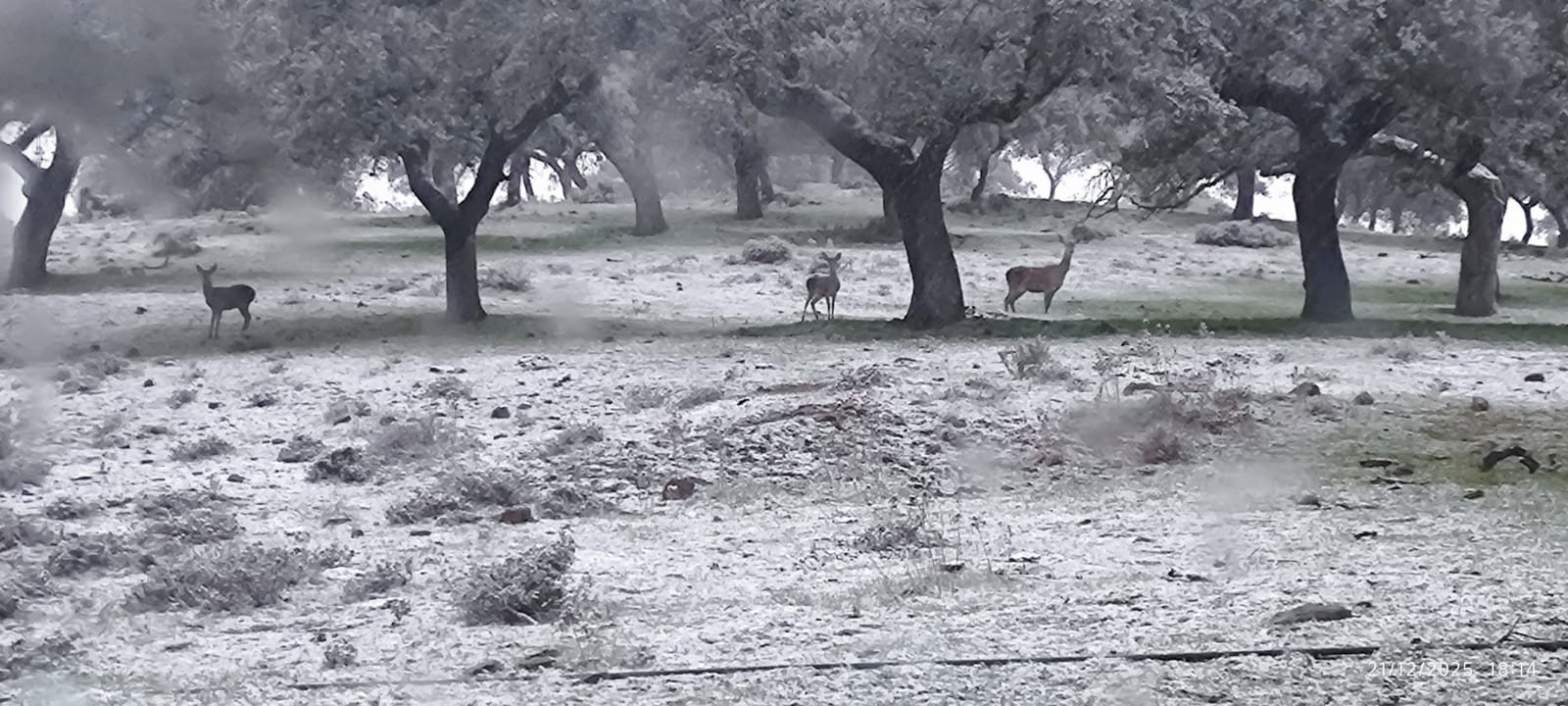 Nieve en Tentudía - Imagen de Eugenia Pecellín de Castro