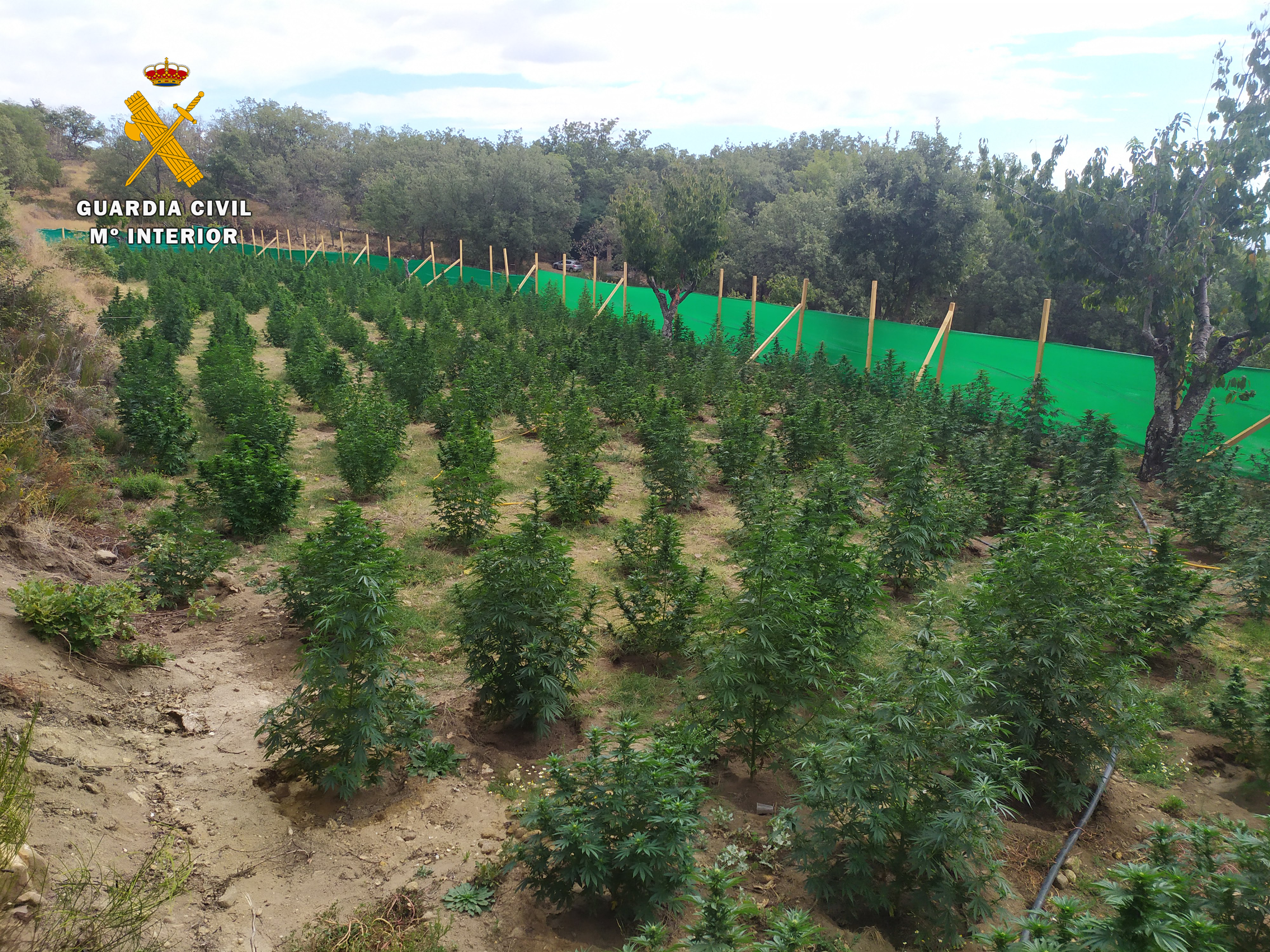 plantacion marihuana jarandilla