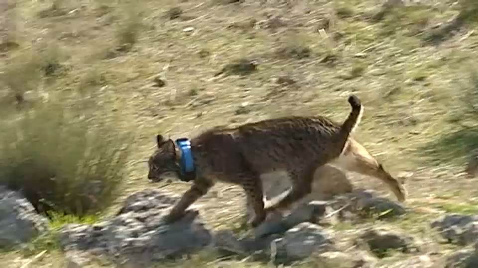 Lince suelto en con collar de radiofrecuencia