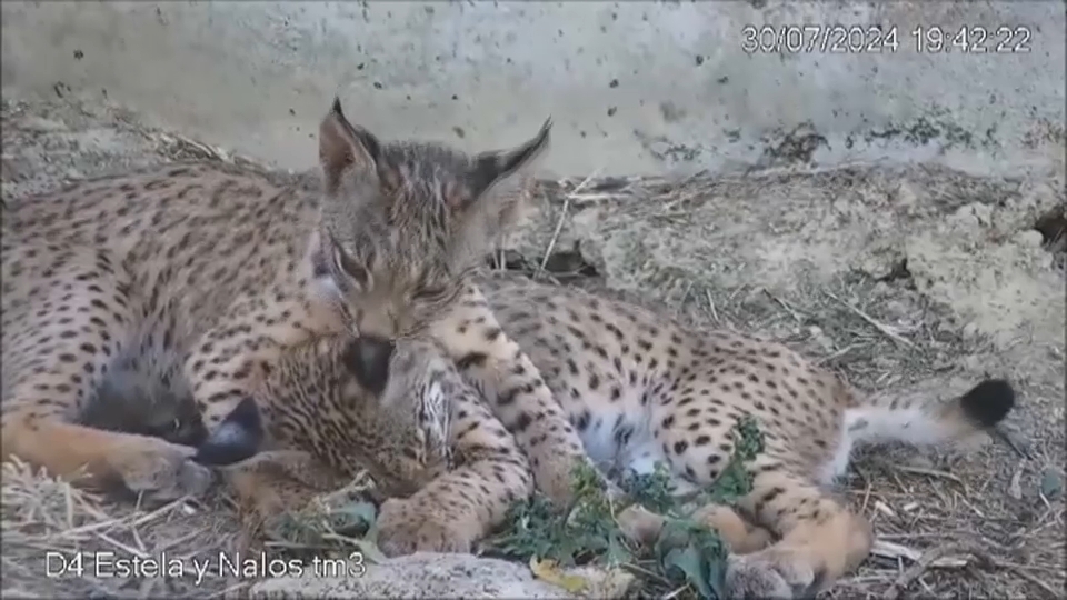 Extremadura cuenta con 254 ejemplares de lince ibérico identificados, más de la mitad en el valle del río Matachel