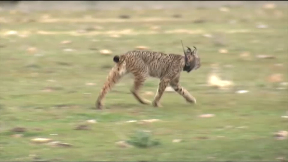 Extremadura cuenta con 254 ejemplares de lince ibérico identificados, más de la mitad en el valle del río Matachel