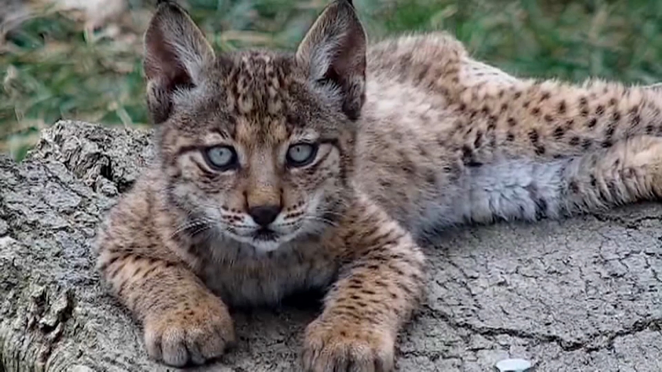 Cachorro de lince