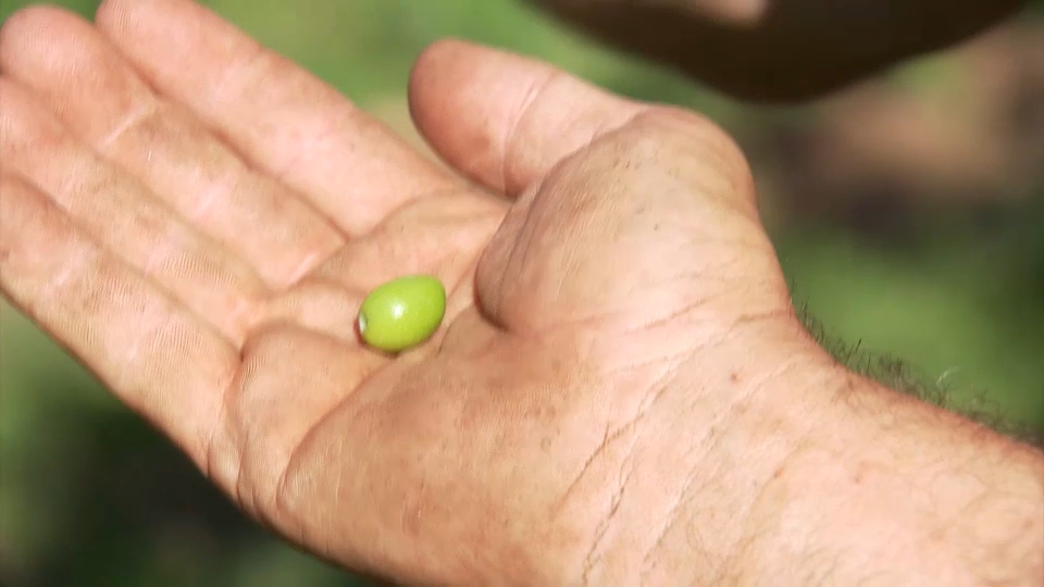 Recolección de la aceituna en el norte de Extremadura