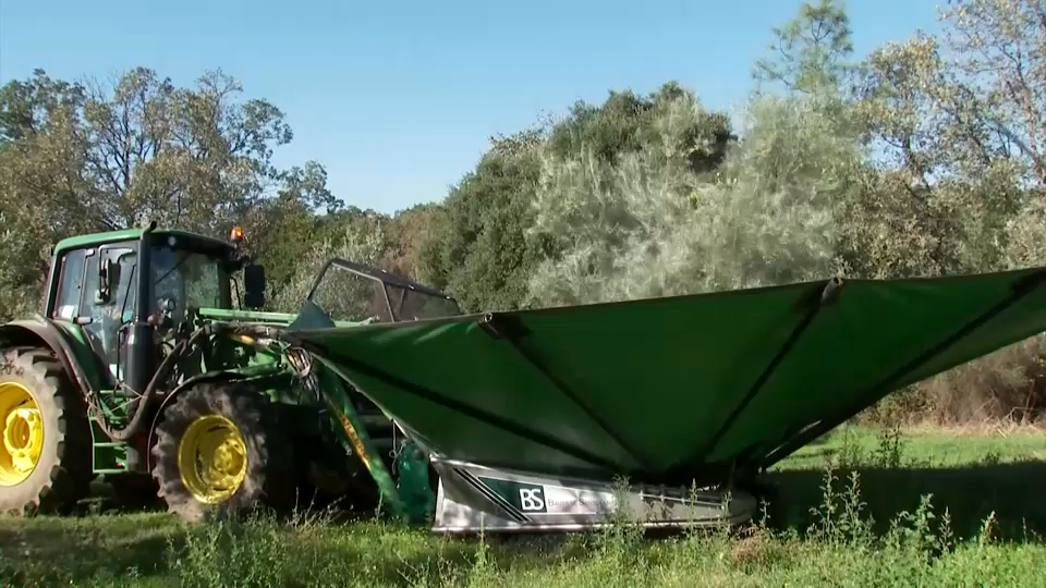 Recolección de la aceituna en el norte de Extremadura