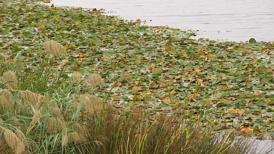 El inicio de las obras para erradicar el nenúfar del Guadiana se mantiene en otoño con un importe de 6,5 millones