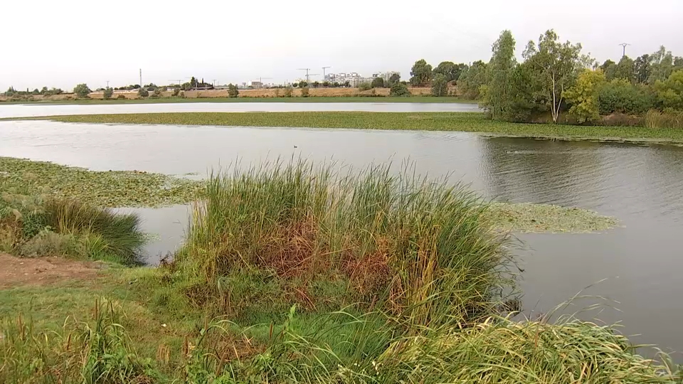 El inicio de las obras para erradicar el nenúfar del Guadiana se mantiene en otoño con un importe de 6,5 millones