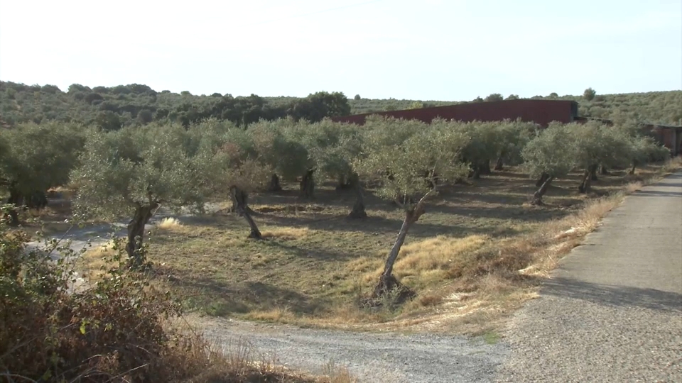 olivar de manzanilla cacereña