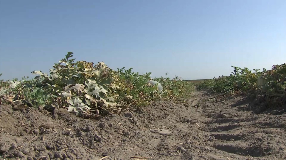 La Junta pide al Ministerio de Agricultura que amplíe el plazo de la Solicitud Única de la PAC hasta el 31 de mayo