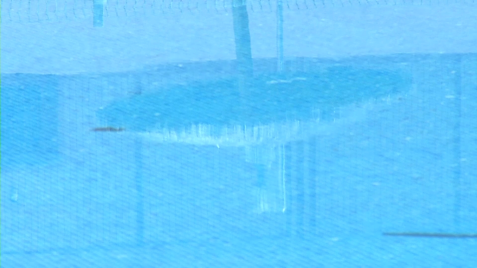 Apertura de las piscinas