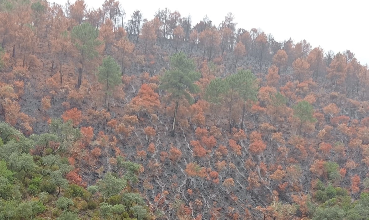 Zona incendiada Hurdes