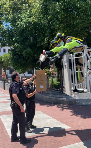 Entrega de la cigüeña tras ser rescatada