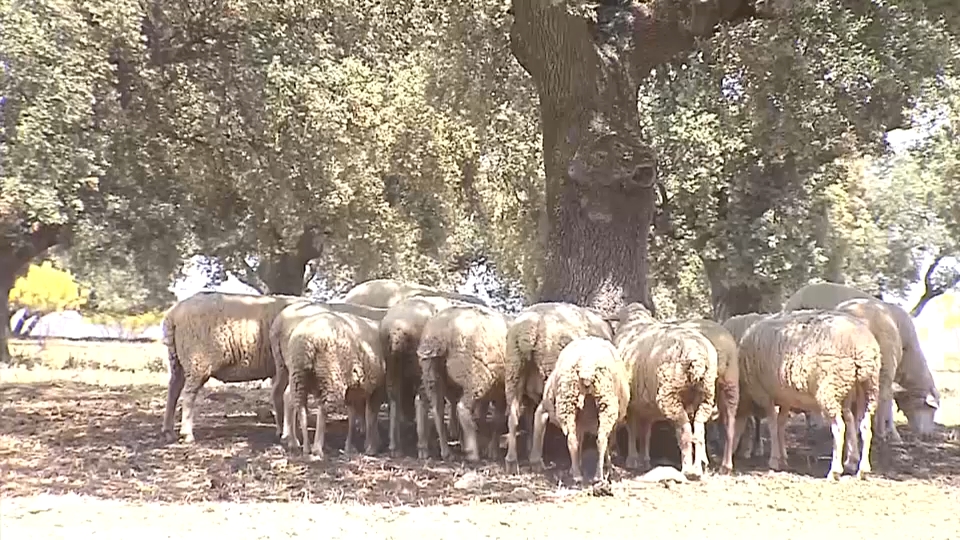 Sequía en Extremadura