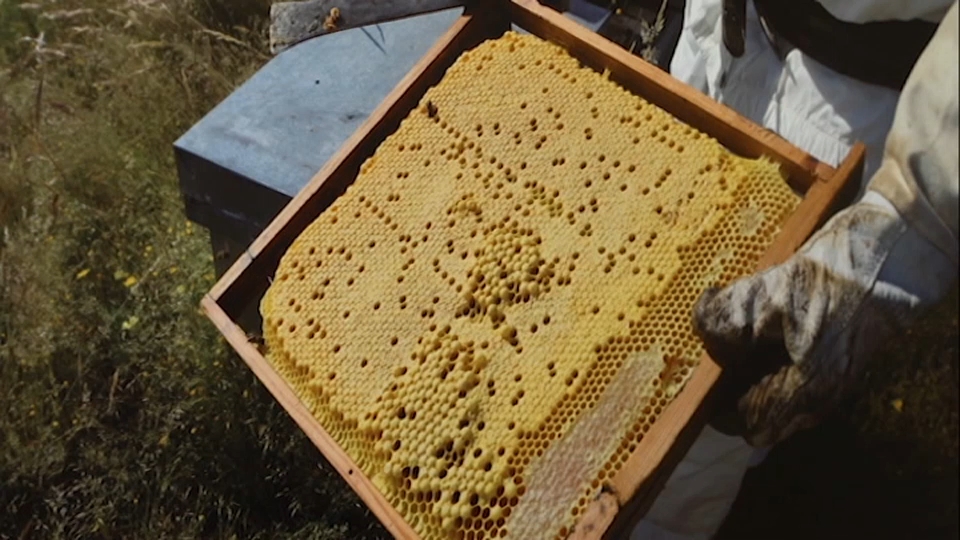 La tradición apicultora se muestra en el museo de la localidad