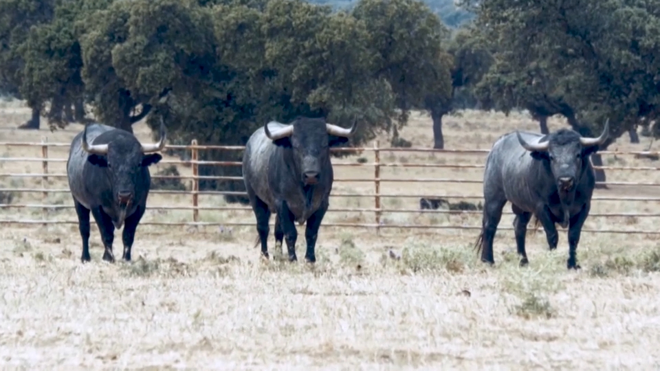 Toros Victorino Martín