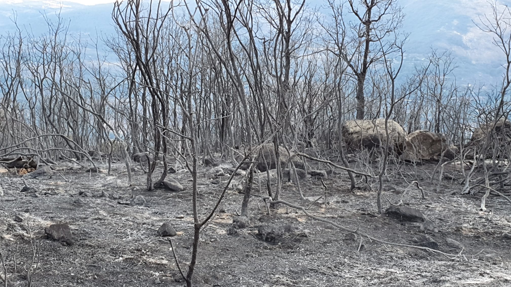 Imagen de una zona calcinada por el fuego