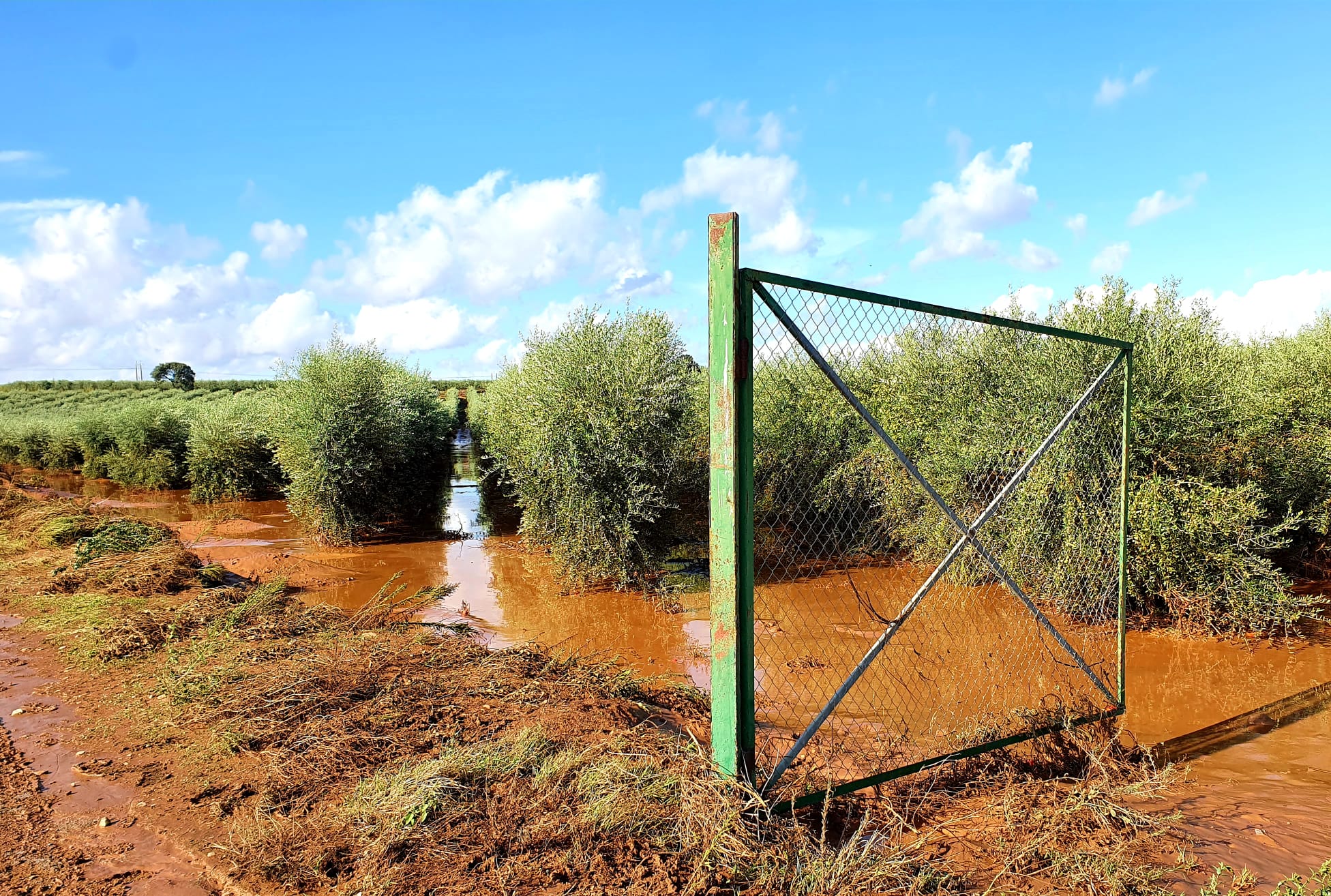 Olivar inundado por el paso de la Dana