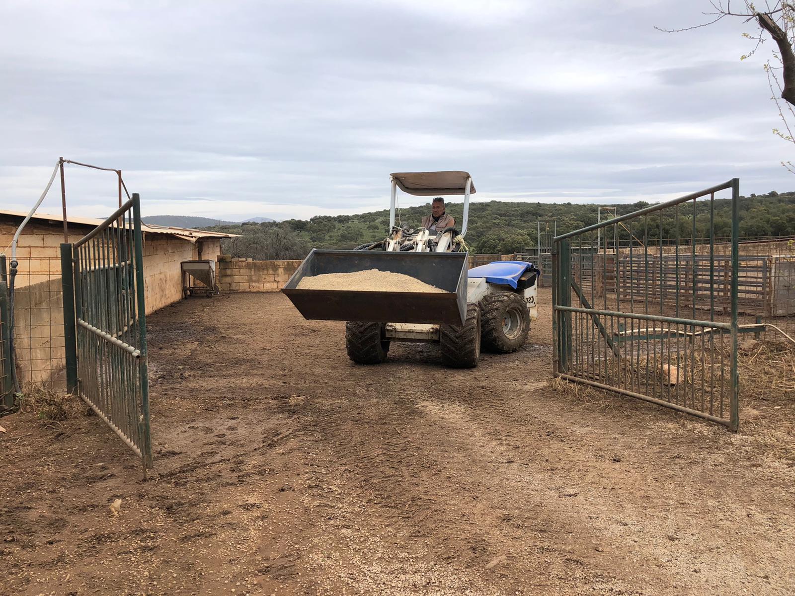 Ganadero en Santa Amalia sin pienso suficiente para alimentar a sus animales