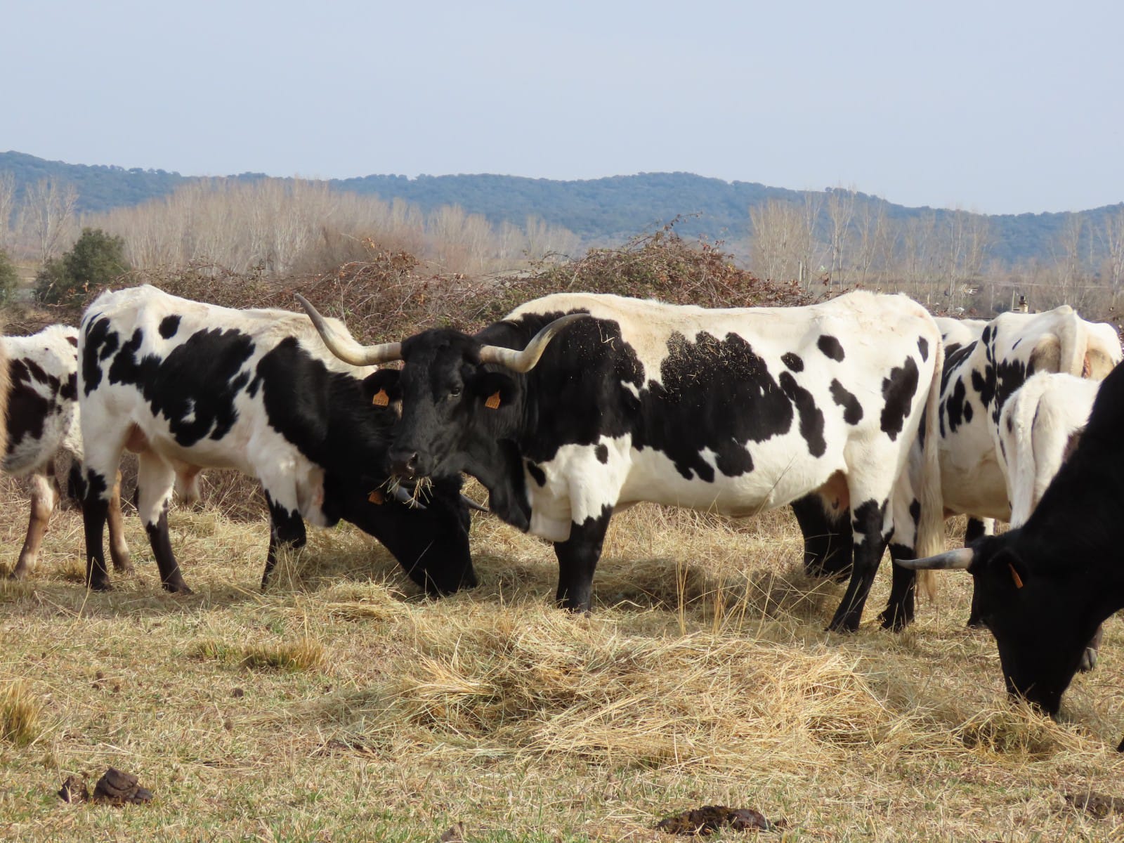 Bueyes de la finca