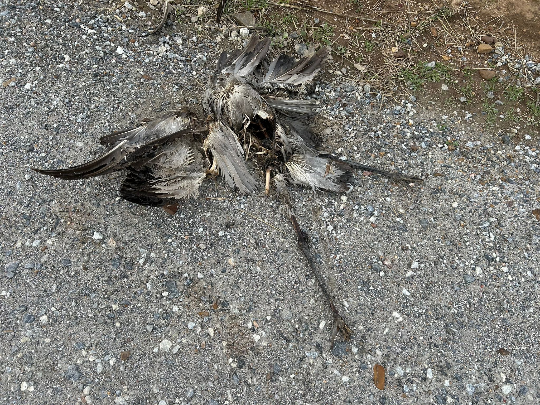 grulla muerta en los canchales