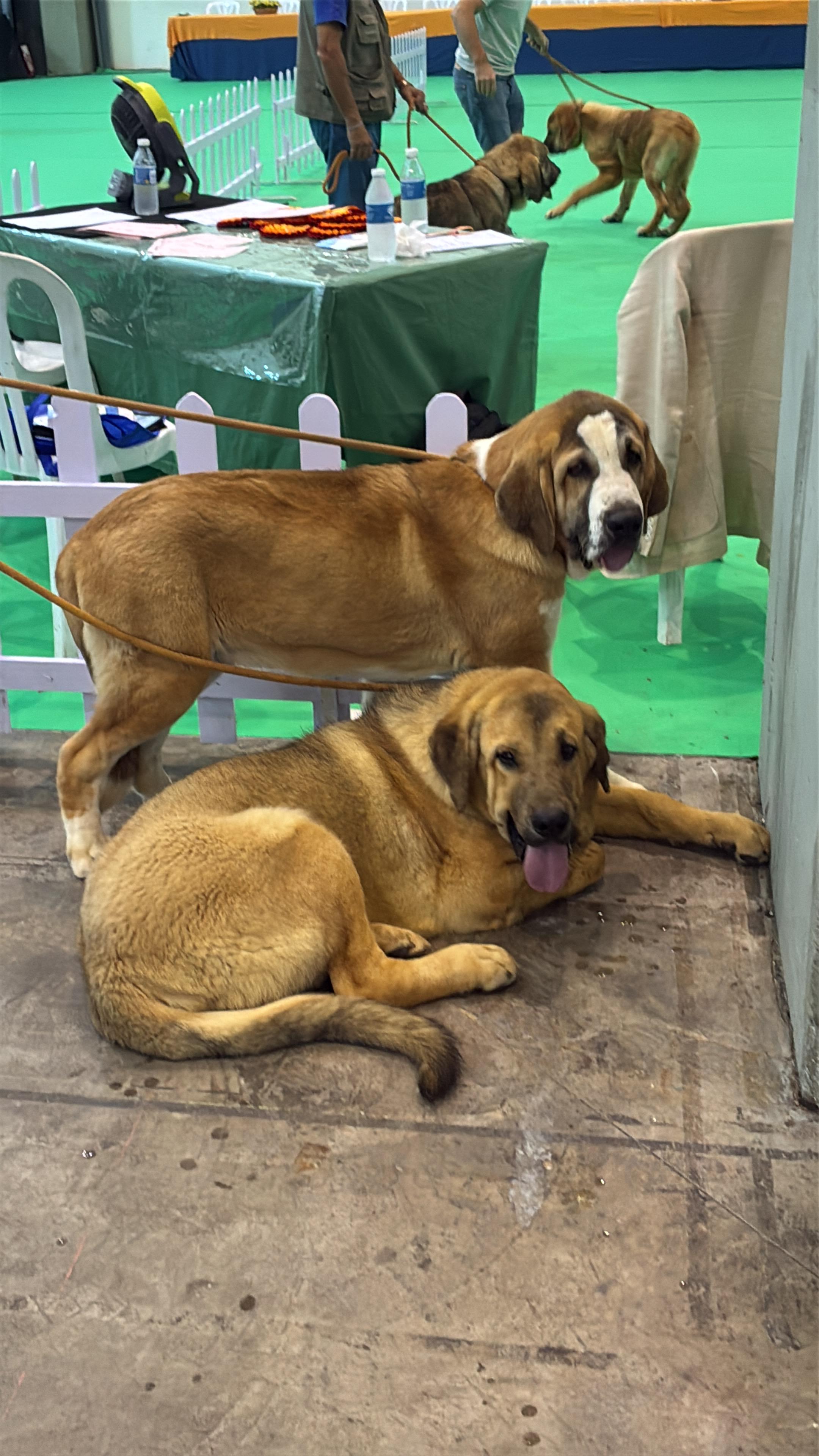Exposición Canina