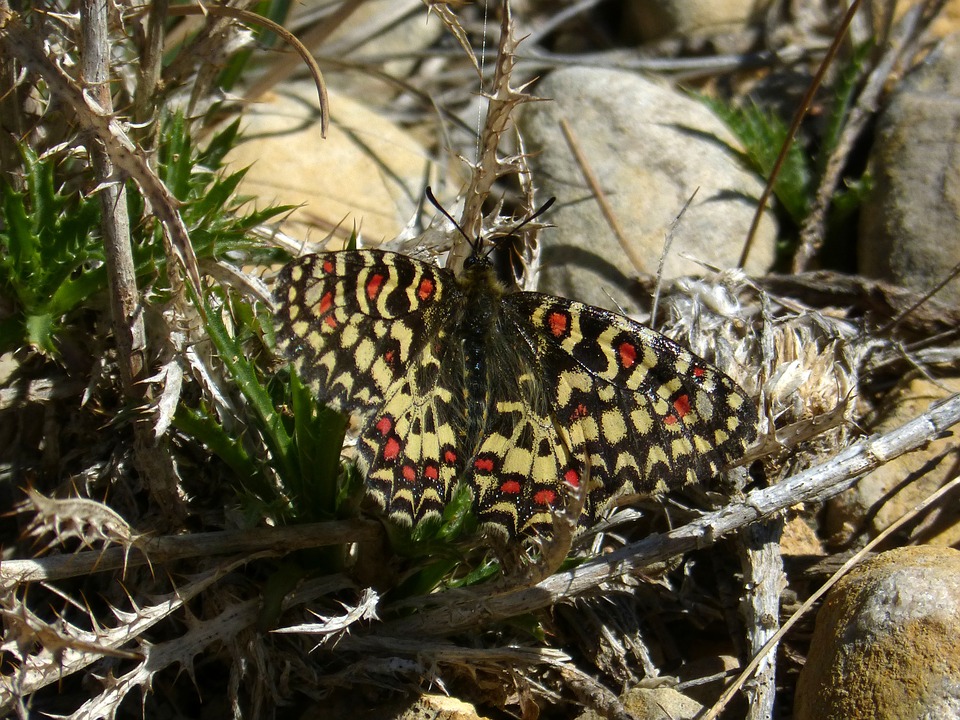 Zerynthia rumina