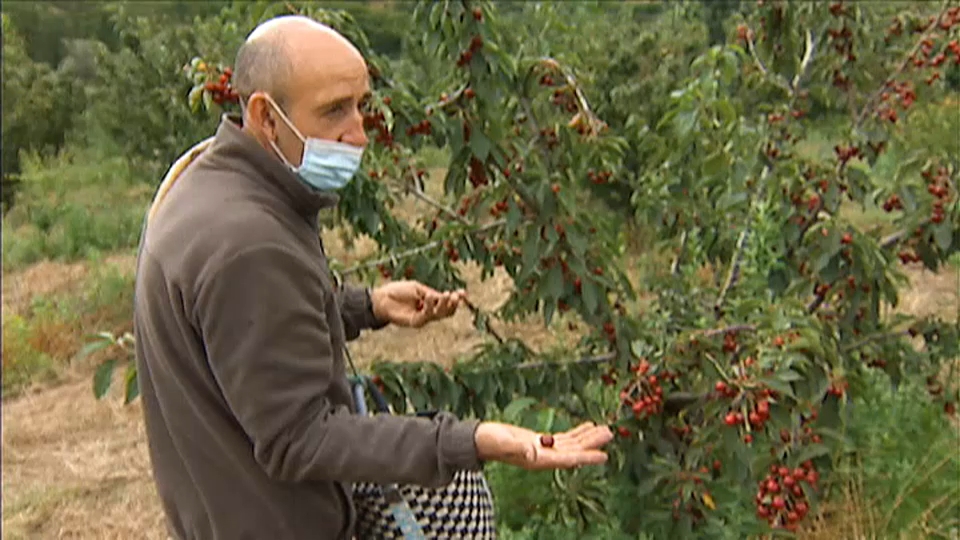 Un agricultor muestra las cerezas dañadas por las tormentas 