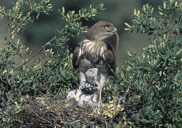   Águila culebrera con alimento para los pollos (seo.org)  