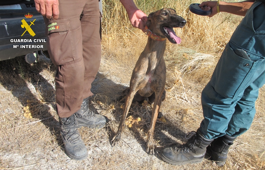 Caza furtiva con galgos