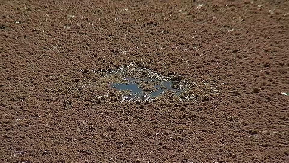 Imagen del helecho de agua, más conocido como azolla 