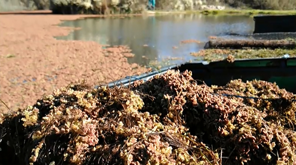 Azolla roja