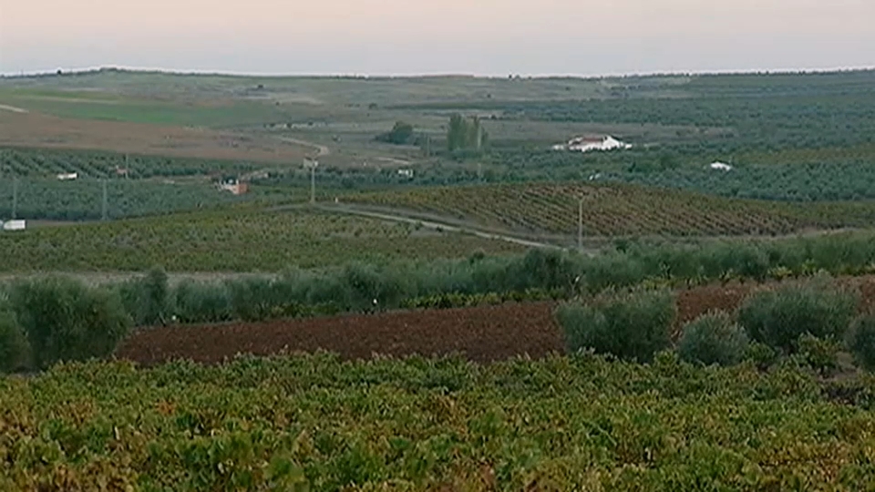 El apagón dejó leves incidencias en agricultura y mayores en ganadería y oficinas agrarias, según Asaja