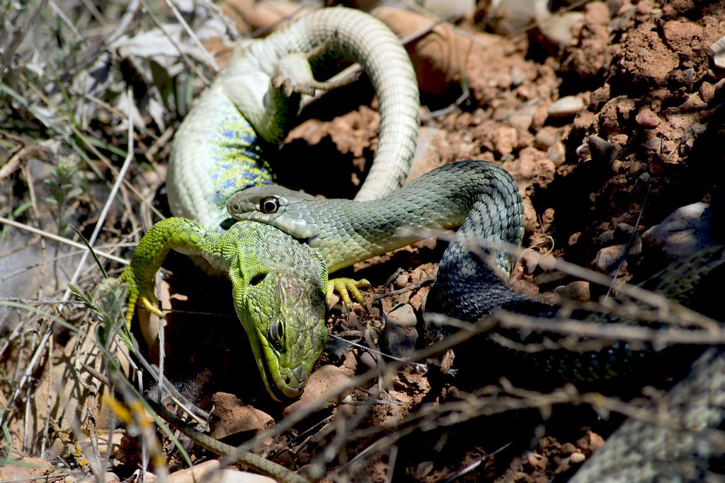 Culebra bastarda comiendo