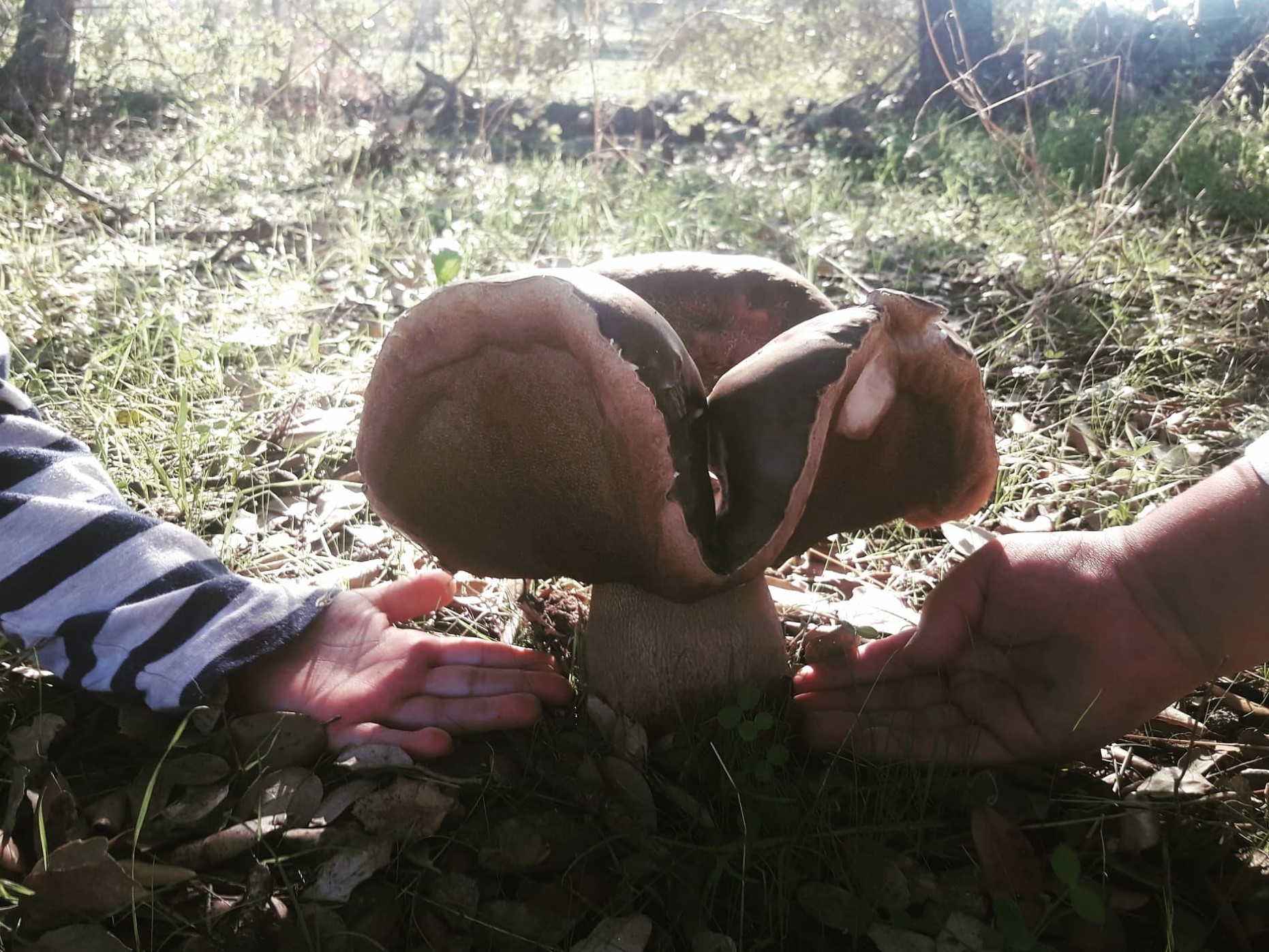 El diámetro del tallo del boletus era superior a la palma de la mano de un adulto.